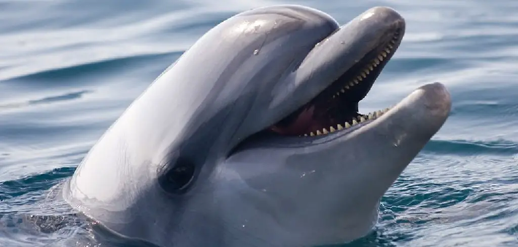Bottlenose Dolphin Spiritual Meaning, Symbolism and Totem
