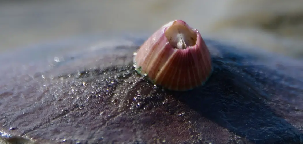 Burrowing Barnacle Spiritual Meaning, Symbolism and Totem