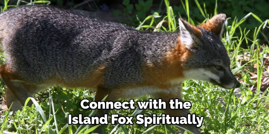 Connect with the Island Fox Spiritually