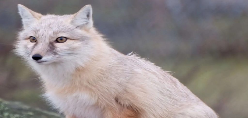 Corsac Fox Spiritual Meaning, Symbolism and Totem