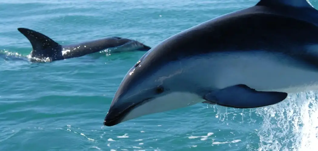 Dusky Dolphin Spiritual Meaning, Symbolism and Totem
