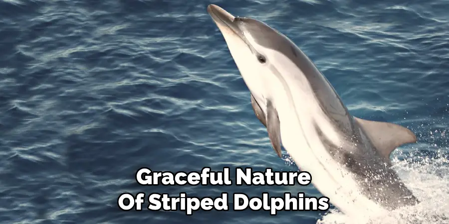 Graceful Nature
Of Striped Dolphins