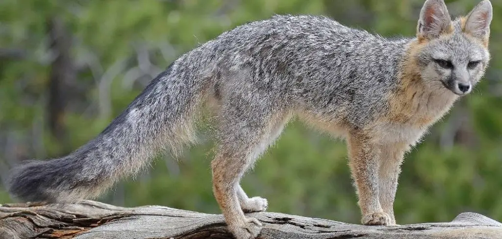Gray Fox Spiritual Meaning
