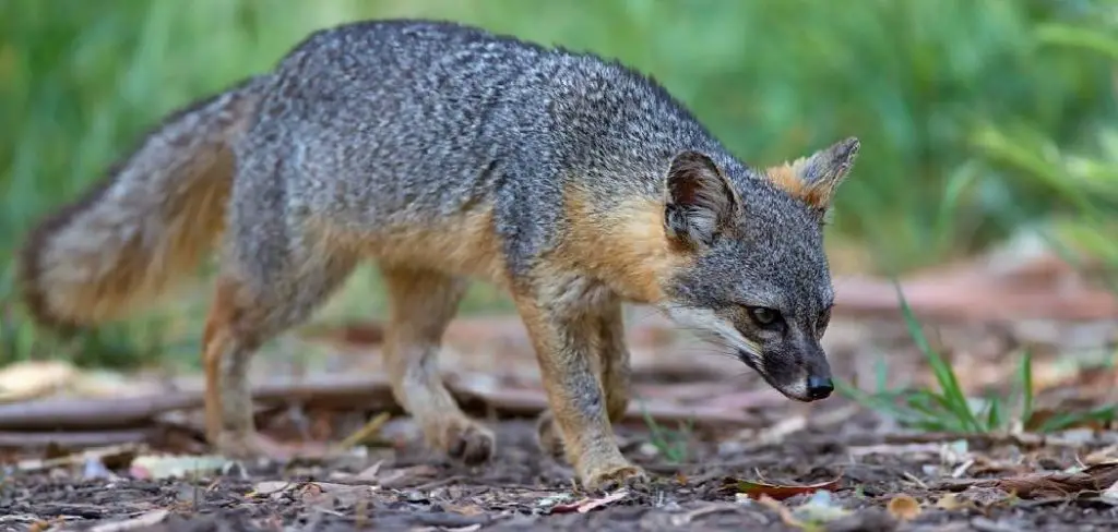 Island Fox Spiritual Meaning, Symbolism and Totem