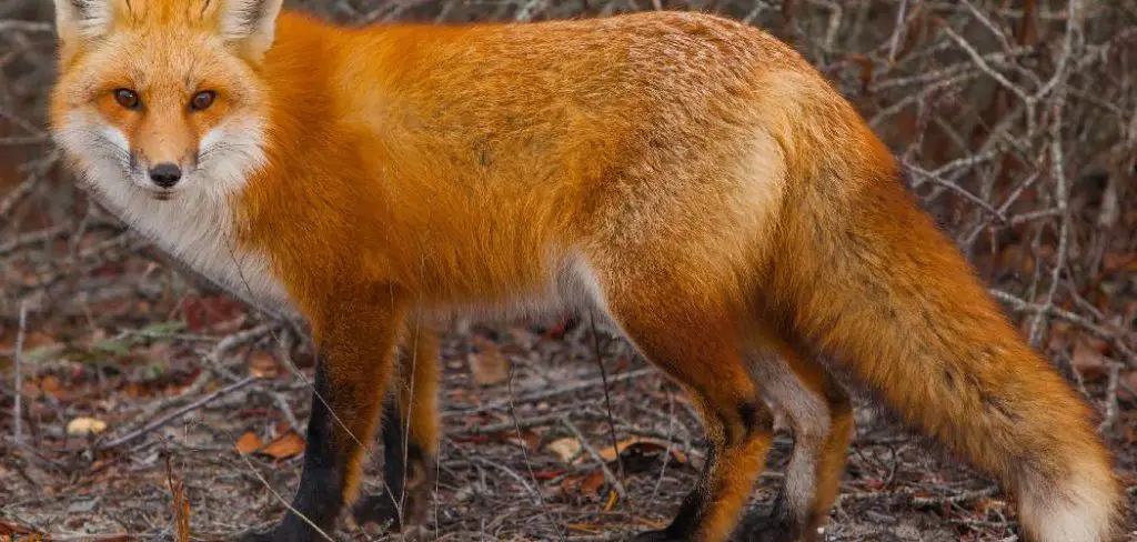Island Fox Spiritual Meaning, Symbolism and Totem