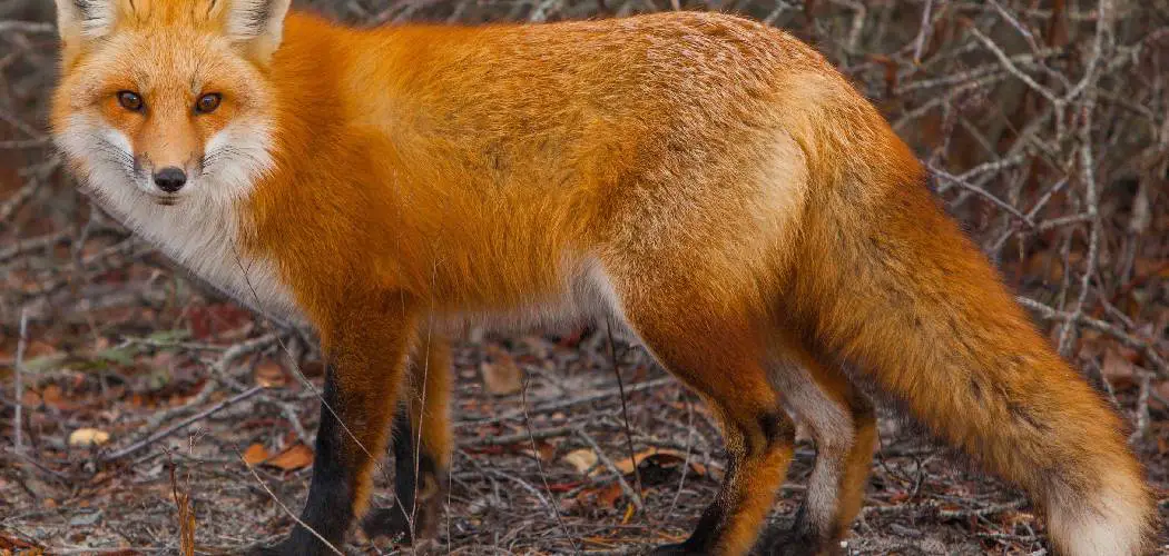 Island Fox Spiritual Meaning, Symbolism and Totem