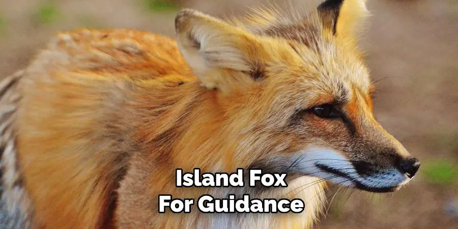 Island Fox for Guidance