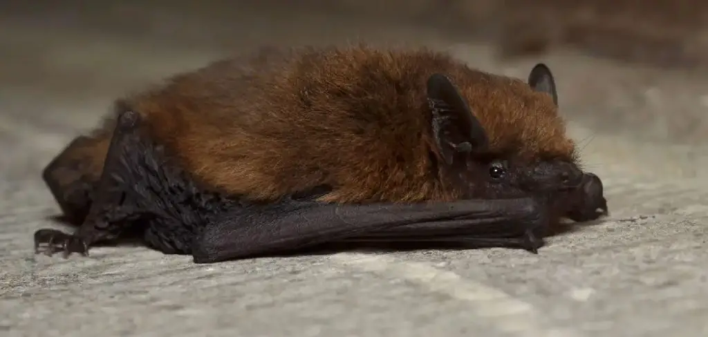 Microbat Spiritual Meaning, Symbolism and Totem