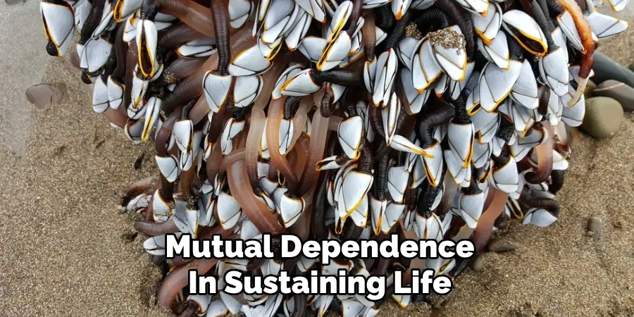 Mutual Dependence
In Sustaining Life