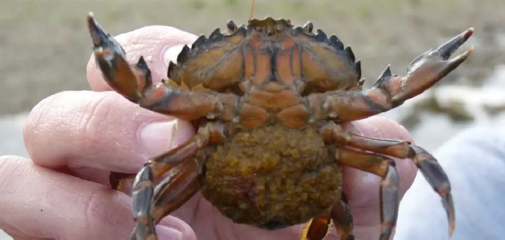Parasitic Barnacle Spiritual Meaning, Symbolism and Totem