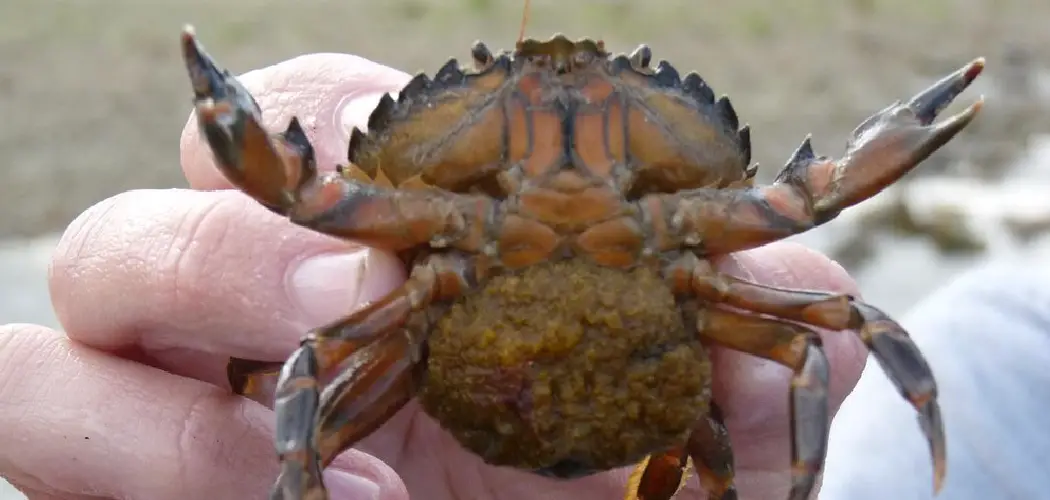 Parasitic Barnacle Spiritual Meaning, Symbolism and Totem