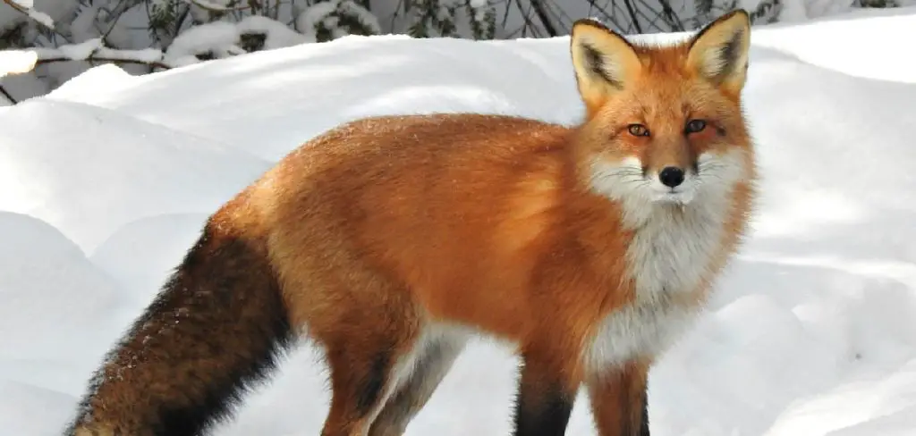 Red Fox Spiritual Meaning, Symbolism and Totem   