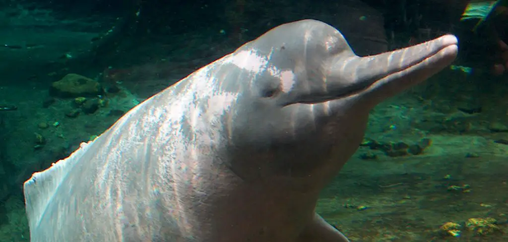 River Dolphin Spiritual Meaning, Symbolism and Totem