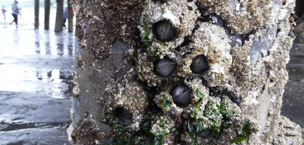 Sessile Barnacle Spiritual Meaning, Symbolism and Totem
