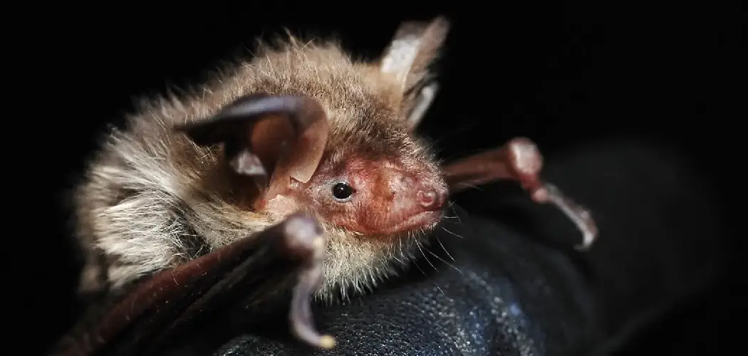 Specialized Bat Spiritual Meaning, Symbolism and Totem