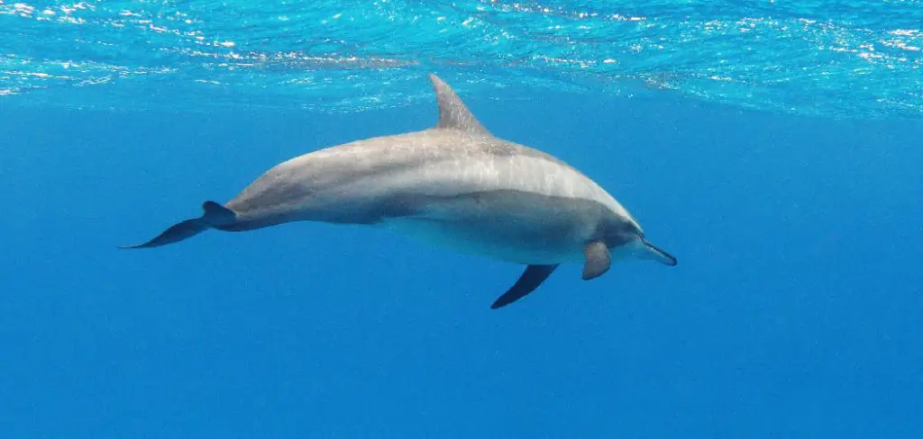 Spinner Dolphin Spiritual Meaning, Symbolism and Totem