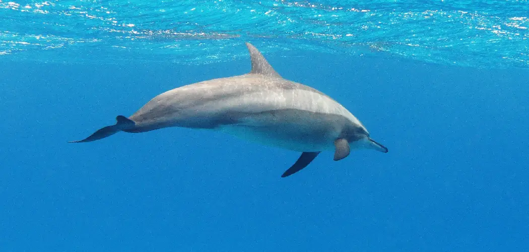 Spinner Dolphin Spiritual Meaning, Symbolism and Totem