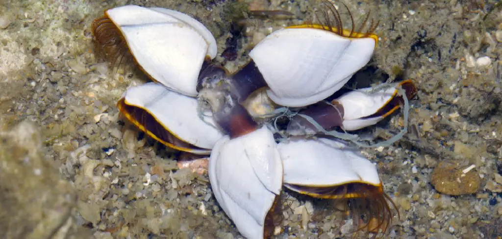 Stalked Barnacle Spiritual Meaning, Symbolism and Totem