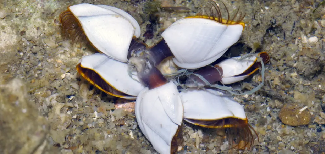 Stalked Barnacle Spiritual Meaning, Symbolism and Totem