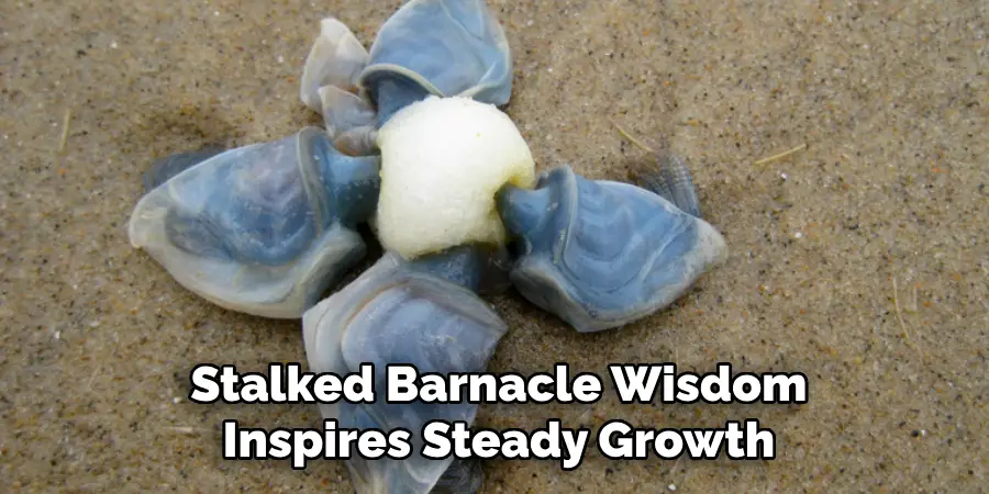 Stalked Barnacle Wisdom
Inspires Steady Growth