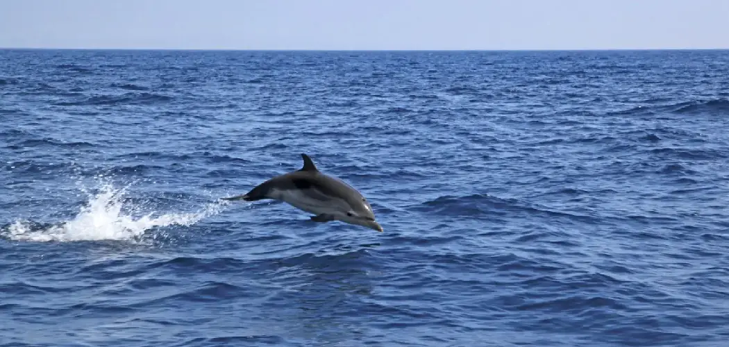 Striped Dolphin Spiritual Meaning, Symbolism and Totem