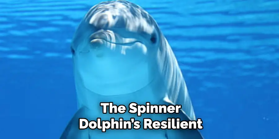 The Spinner
Dolphin’s Resilient