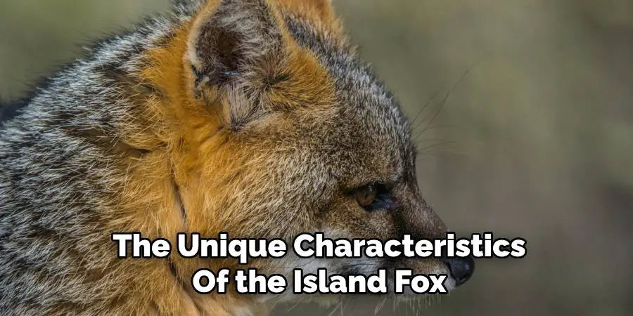 The Unique Characteristics of the Island Fox