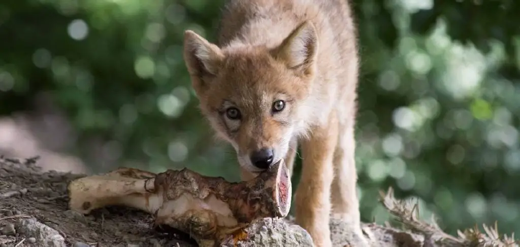 Tibetan Fox Spiritual Meaning