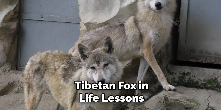 Tibetan Fox in Life Lessons