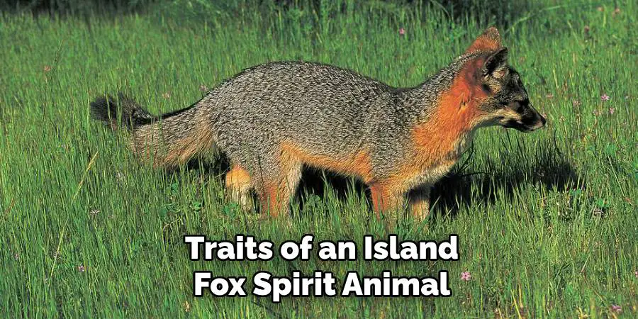 Traits of an Island Fox Spirit Animal