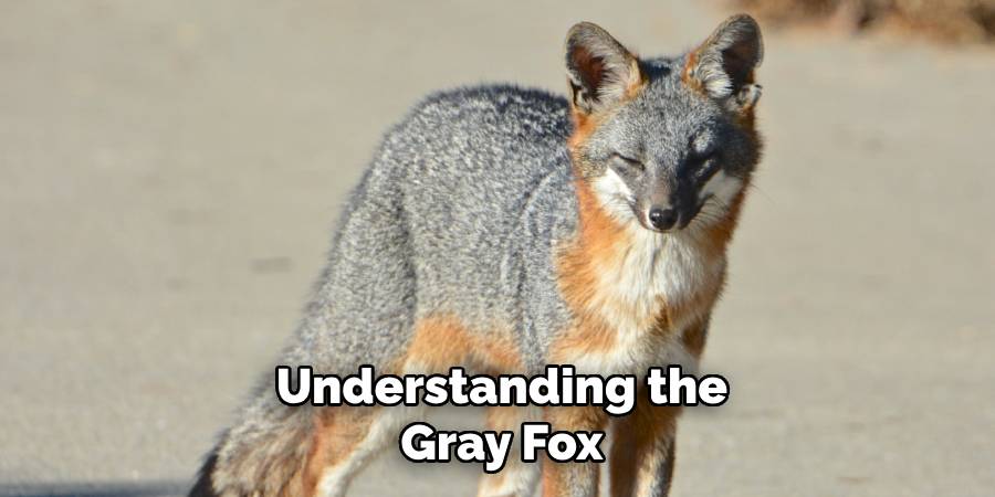 Understanding the Gray Fox
