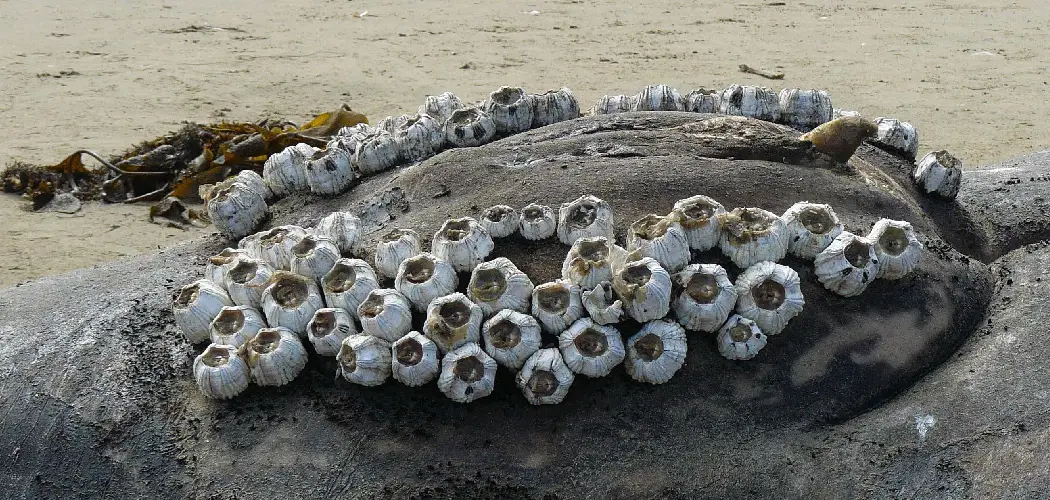 Whale Barnacle Spiritual Meaning, Symbolism and Totem