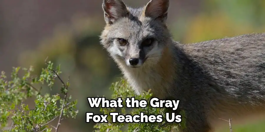 What the Gray Fox Teaches Us
