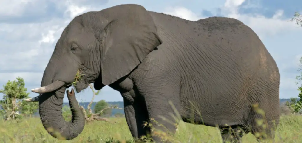 African Elephant Spiritual Meaning, Symbolism, and Totem