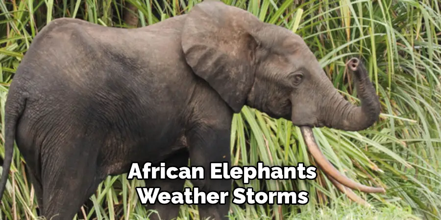 African Elephants
Weather Storms