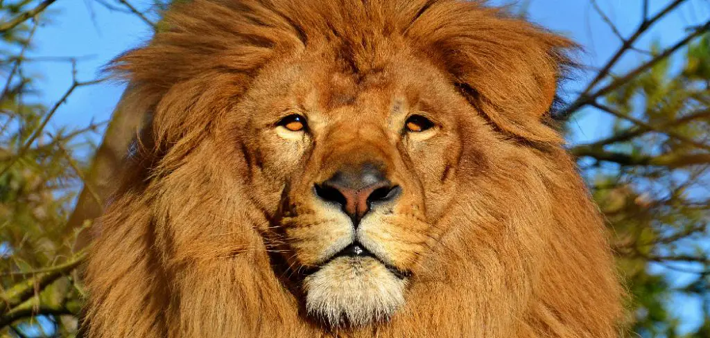 African Lion Spiritual Meaning, Symbolism and Totem