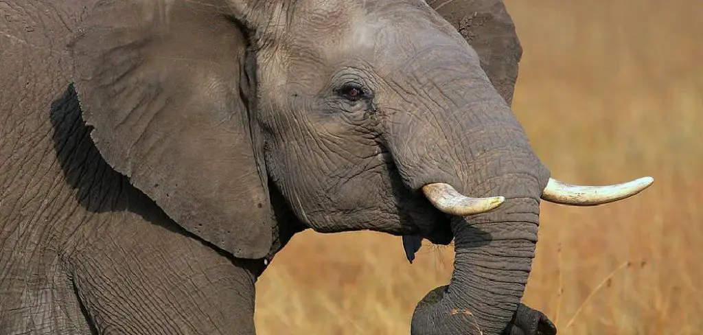 Asian Elephant Spiritual Meaning