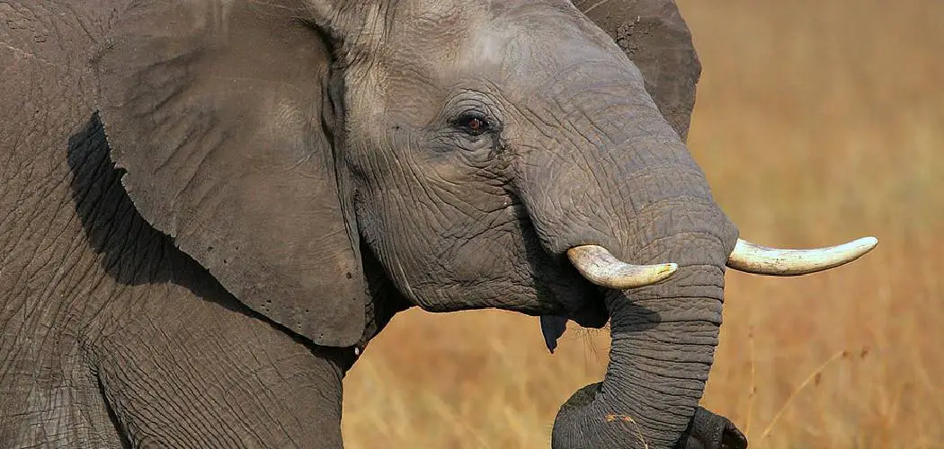 Asian Elephant Spiritual Meaning