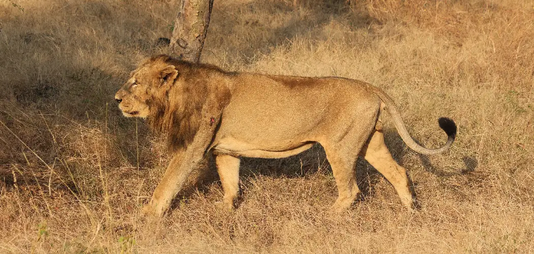 Asiatic Lion Spiritual Meaning, Symbolism and Totem
