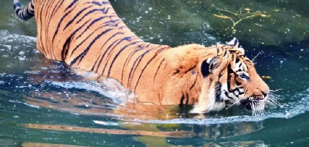 Bali Tiger Spiritual Meaning, Symbolism and Totem