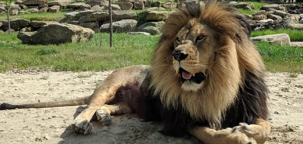 Barbary Lion Spiritual Meaning, Symbolism and Totem