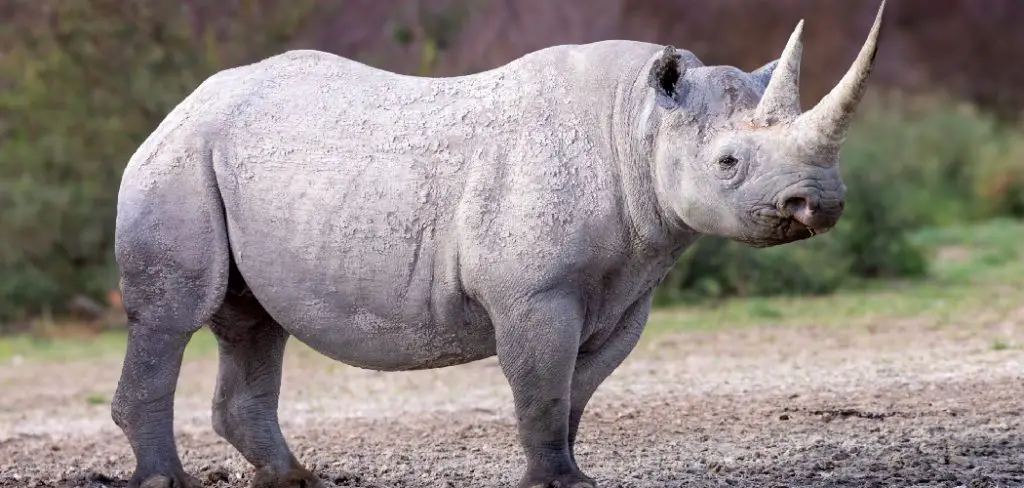 Black Rhinoceros Spiritual Meaning, Symbolism, and Totem