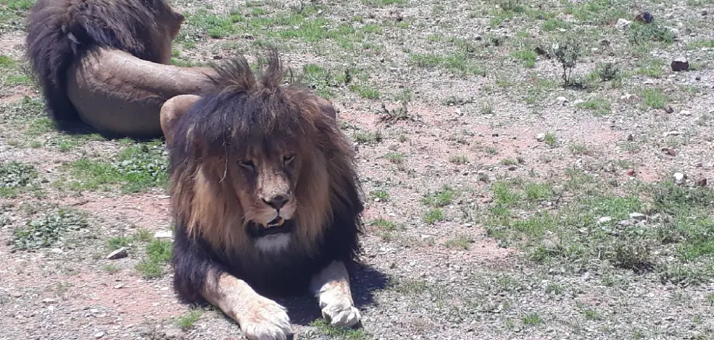 Cape Lion Spiritual Meaning, Symbolism and Totem