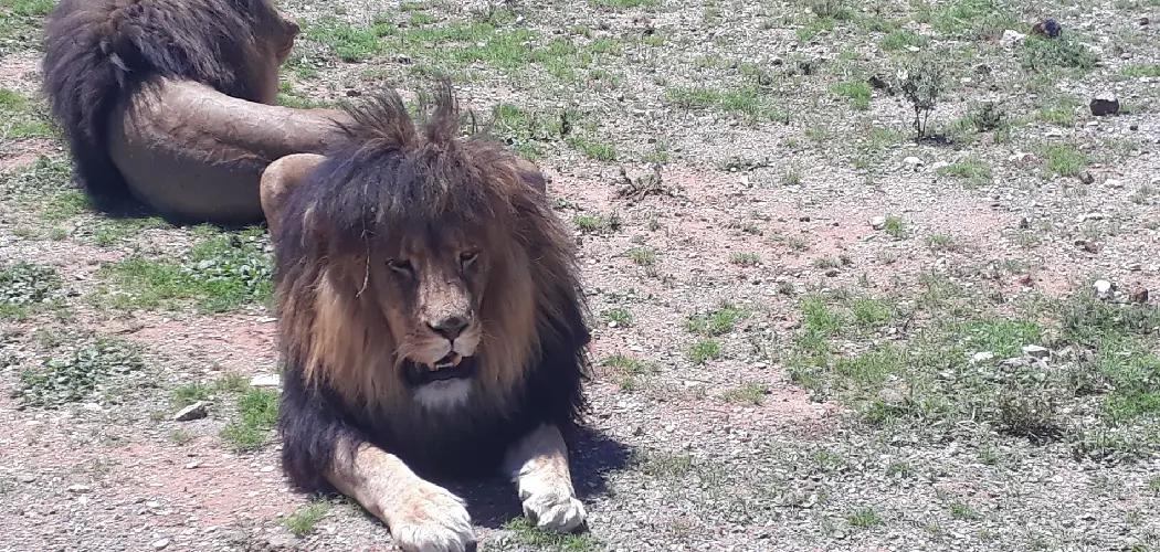 Cape Lion Spiritual Meaning, Symbolism and Totem