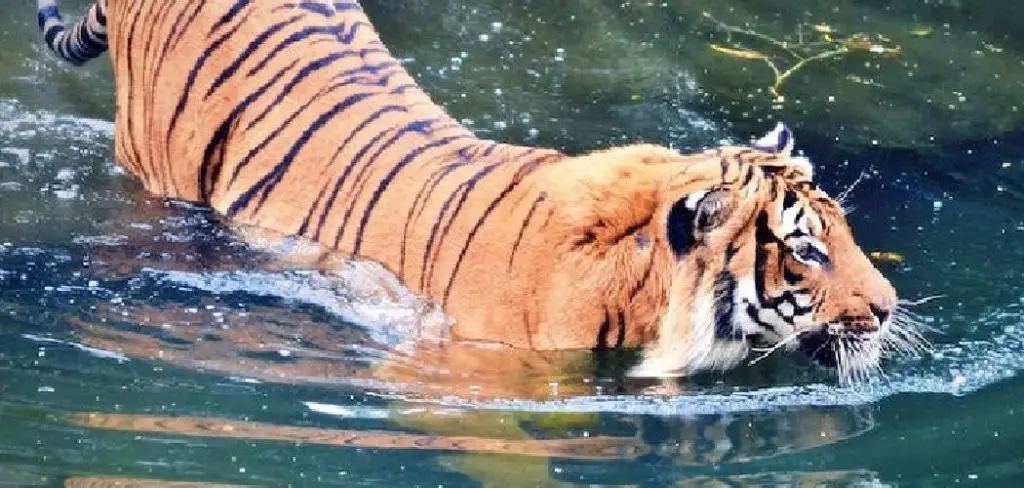 Caspian Tiger Spiritual Meaning, Symbolism and Totem