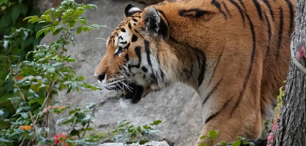 China Tiger Spiritual Meaning, Symbolism and Totem