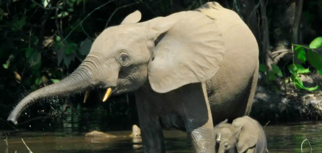 Forest Elephant Spiritual Meaning, Symbolism and Totem