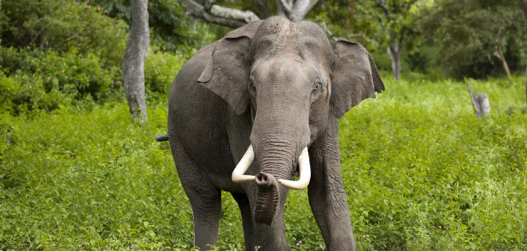 Indian Elephant Spiritual Meaning, Symbolism and Totem 