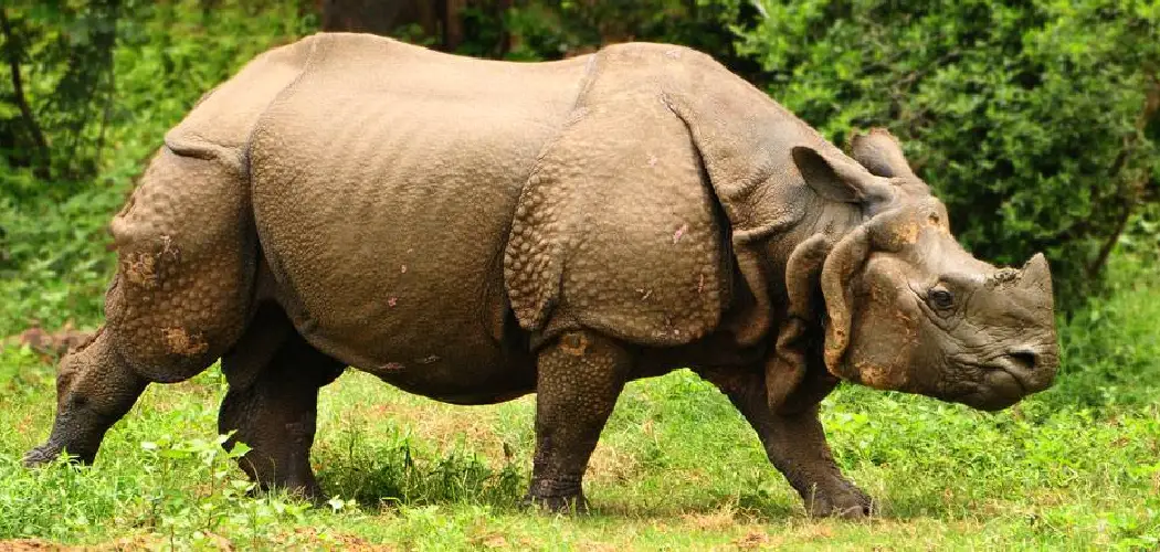 Indian Rhinoceros Spiritual Meaning, Symbolism, and Totem