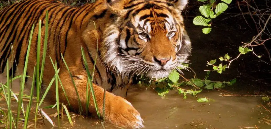 Indochinese Tiger Spiritual Meaning, Symbolism and Totem